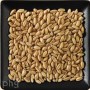 white wheat